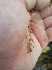 Suaeda novae-zelandiae