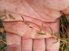Suaeda novae-zelandiae