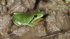 Hyla suweonensis