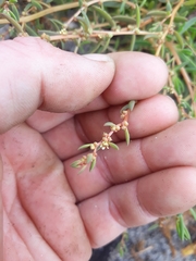 Suaeda novae-zelandiae