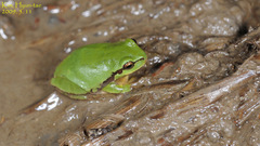 Hyla suweonensis