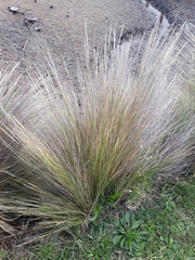 Austrostipa stipoides