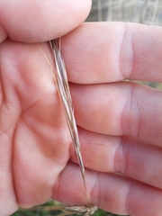 Austrostipa stipoides