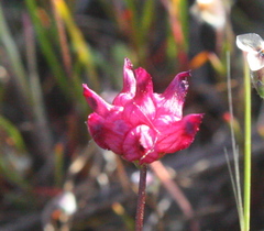 Trifolium depauperatum