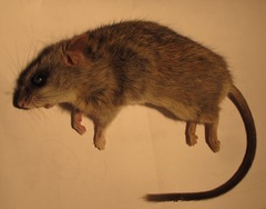 Thallomys nigricauda