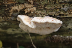 Amylocystis lapponica