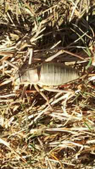 Ephippiger ephippiger