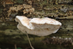 Amylocystis lapponica