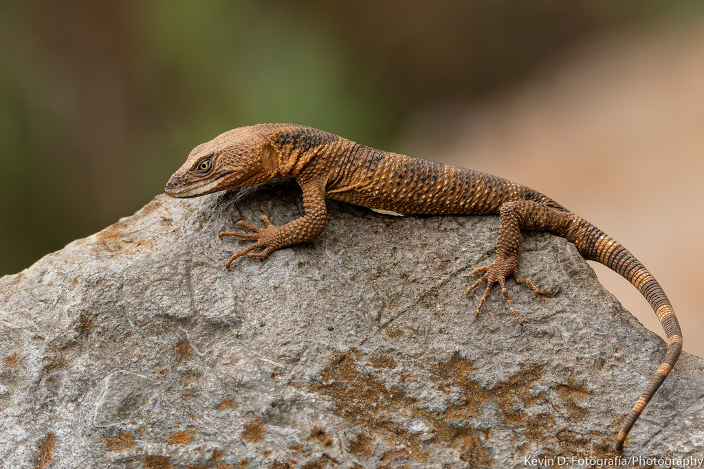FLATHEAD KNOB-SCALED LIZARD
