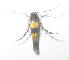Stathmopodidae