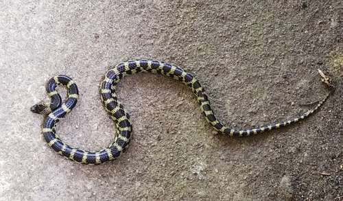 Lycodon travancoricus