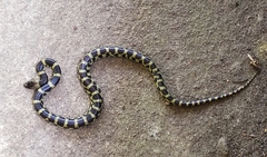 Lycodon travancoricus