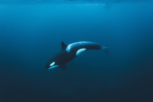 Orca, photo 2 of 9