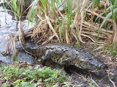 Crocodylus moreletii image