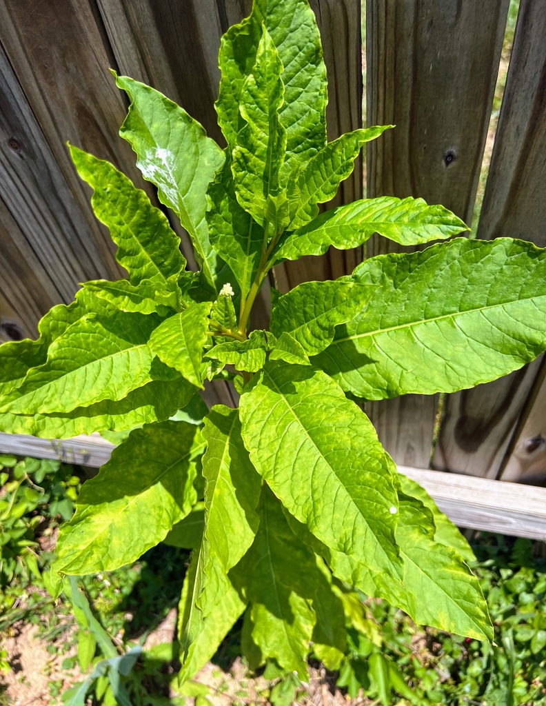 American pokeweed from Petworth, Washington, DC, USA on May 18, 2023 at ...