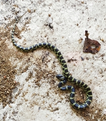 Lycodon travancoricus