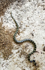 Lycodon travancoricus