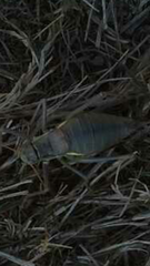 Ephippiger ephippiger