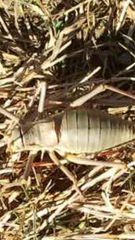 Ephippiger ephippiger