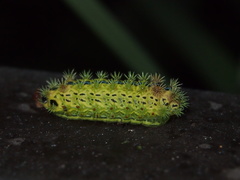 Parasa pastoralis