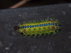 Parasa pastoralis