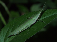 Atractomorpha sinensis