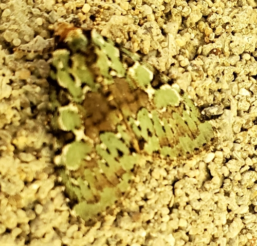 Marbled-green Leuconycta Moth photo 3