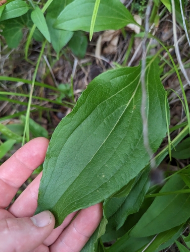 Image of Echinacea laevigata by (c) Sam Taylor, some rights reserved (CC BY)