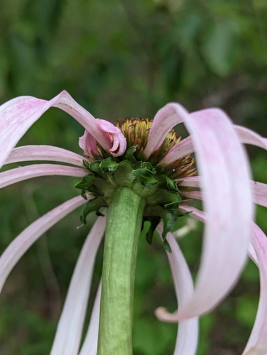 Image of Echinacea laevigata by (c) Sam Taylor, some rights reserved (CC BY)