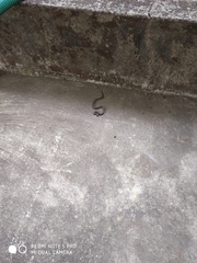 Lycodon travancoricus