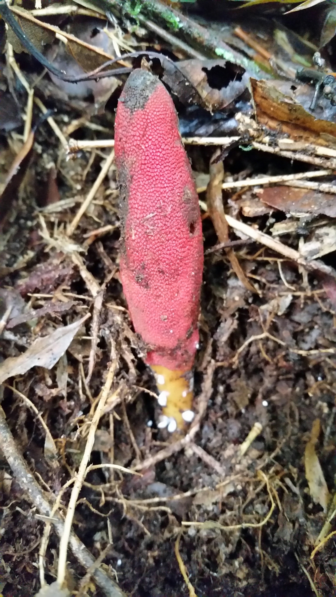 Balanophora laxiflora — ảnh 2