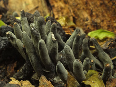 Xylaria polymorpha image