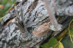 Phellinopsis conchata