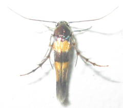 Stathmopodidae