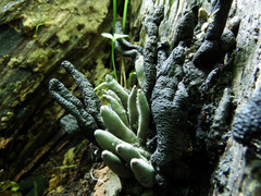 Xylaria polymorpha image