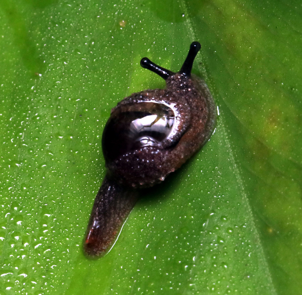 Crimson Foot Semi-slug in April 2023 by juliegraham173 · iNaturalist