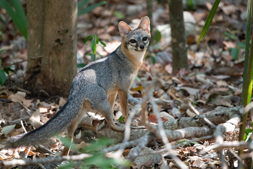 Zorro gris (Urocyon cinereoargenteus)