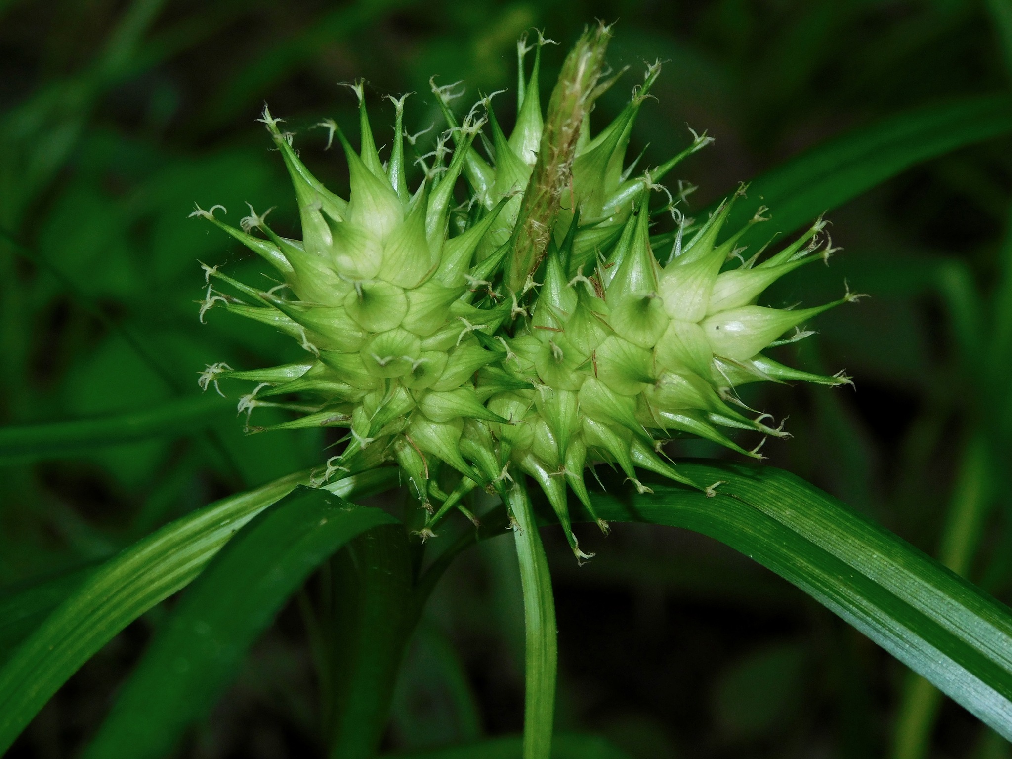 Carex lupulina