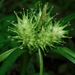 Hop Sedge - Photo (c) Michael J. Papay, some rights reserved (CC BY), uploaded by Michael J. Papay