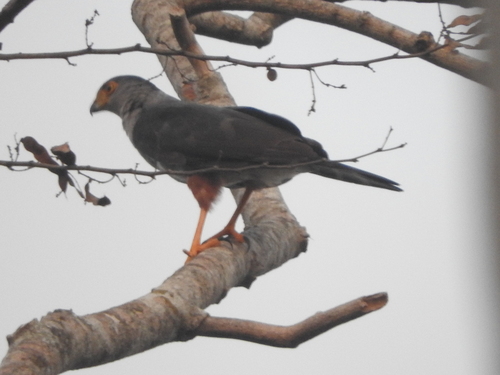 Accipiter bicolor image