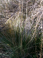 Sporobolus contractus