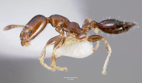 奇异蚁属Xenomyrmex