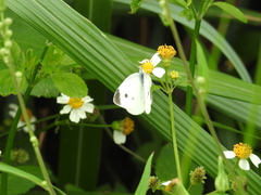 Pieris rapae crucivora