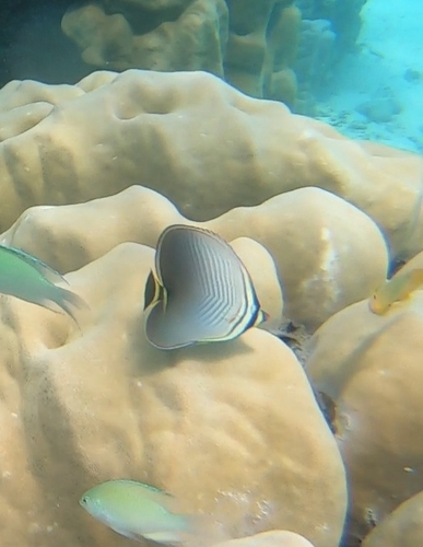 Triangular Butterflyfish (Chaetodon triangulum)