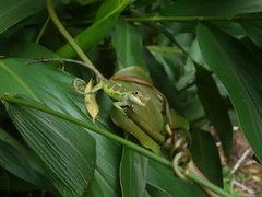 Diploderma polygonatum xanthostomum