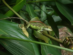 Diploderma polygonatum xanthostomum