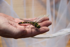 Epophthalmia elegans