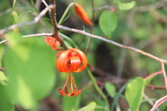Lilium pumilum