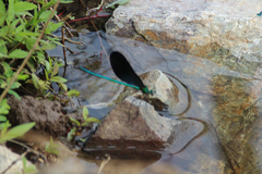 Matrona basilaris