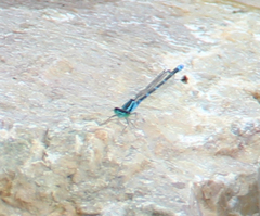 Paracercion v-nigrum